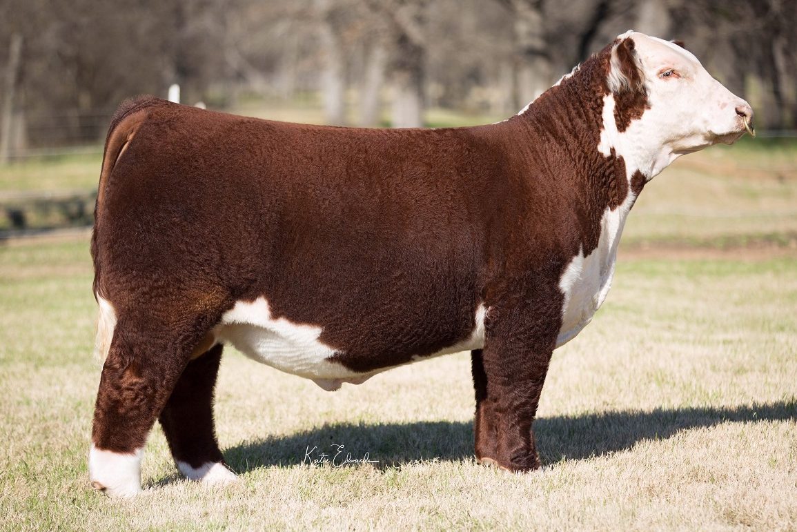 hereford bull semen hereford bull semen