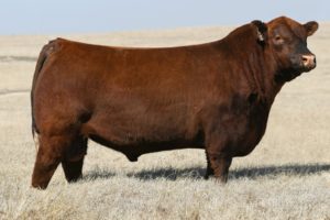 Poker Face Red Angus Bull